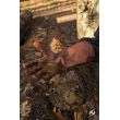 Falcon Gloves - Brown - M Iron Fortress