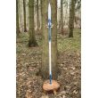 Spear of Light
