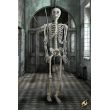 Skeleton Full size 910008 Iron Fortress