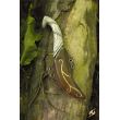 Elven Throwing Knife Holder - Brown