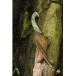 Elven Throwing Knife Holder - Brown