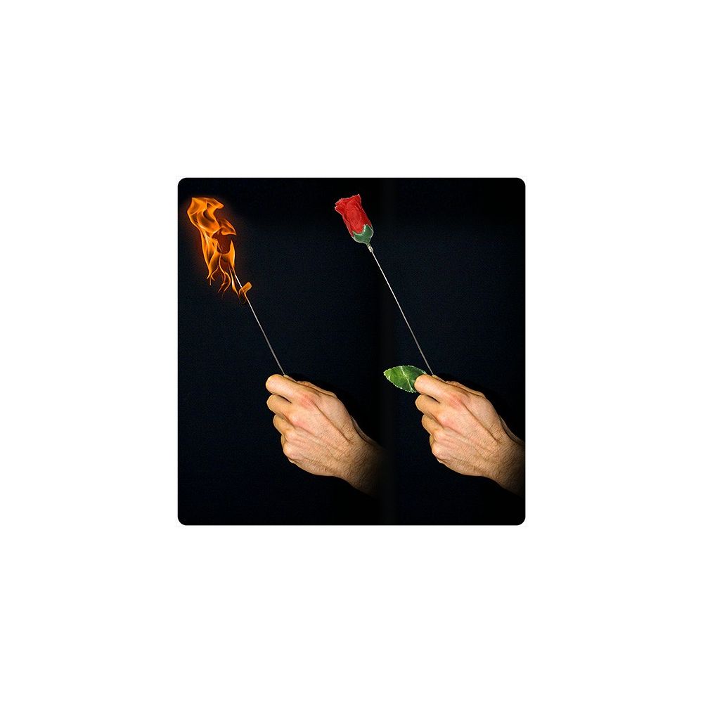 Torch to Rose - Plus