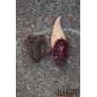 Elven Trophy Ear