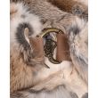 Fur collar Flemish Giant Sandy