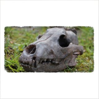 Lower jaw - wolf