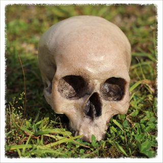 Skull - human